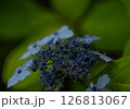 アジサイ 126813067