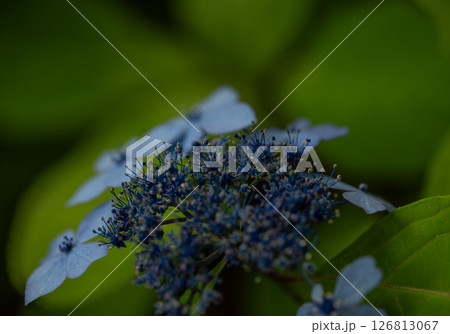 アジサイ 126813067