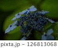 アジサイ 126813068