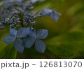 アジサイ 126813070