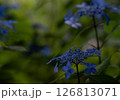 アジサイ 126813071
