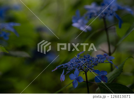 アジサイ 126813071