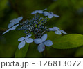 アジサイ 126813072