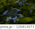 アジサイ 126813073