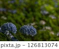 アジサイ 126813074