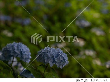 アジサイ 126813074