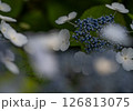 アジサイ 126813075