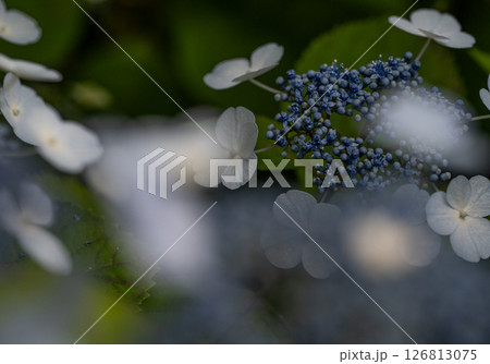アジサイ 126813075