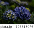 アジサイ 126813076