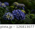 アジサイ 126813077