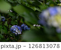アジサイ 126813078