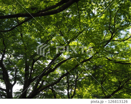 見上げた青モミジ 126813126