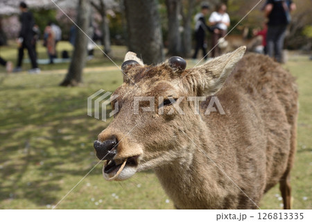 無表情で近づいてきて突然持っていた紙袋をかみちぎってその場で食べた奈良公園の鹿 126813335