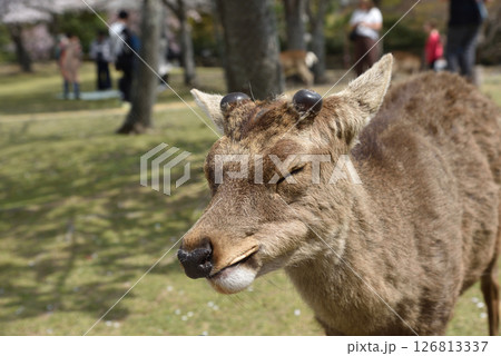 無表情で近づいてきて突然持っていた紙袋をかみちぎってその場で食べた奈良公園の鹿 無表情で近づいてきて突然持っていた紙袋をかみちぎってその場で食べた奈良公園の鹿 126813337