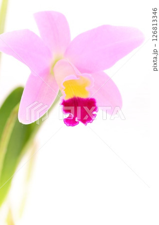 ミニカトレア　ピンク色の花　明るい背景　サクラキャンディ 126813346