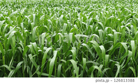 Young green wheat growing in an agricultural field, symbolizing sustainable farming, natural growth, and food production Young green wheat growing in an agricultural field, symbolizing sustainable farming, natural growth, and food production 126813388