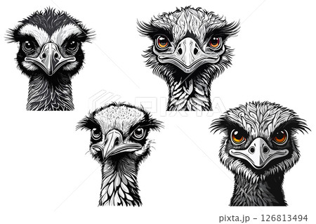 Emu bird head, Funny emu bird looking inquiringly black graphic sketch isolated on white background (Dromaius novaehollandiae) 126813494