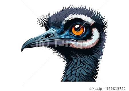 Emu bird head, Funny emu bird looking inquiringly color graphic sketch isolated on white background (Dromaius novaehollandiae) 126813722