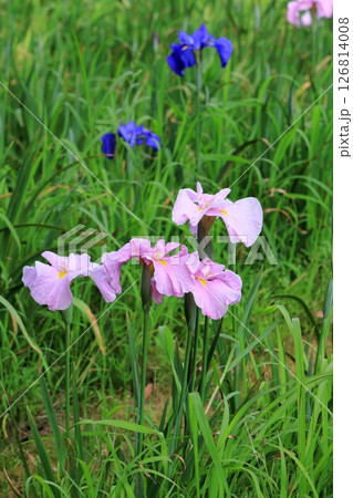 ときわ公園の花菖蒲 ときわ公園の花菖蒲 126814008
