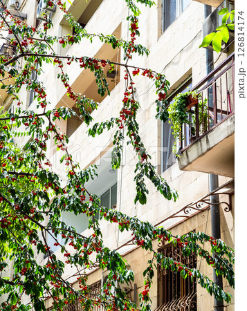 ripening cherries and apartment building, Yerevan 126814174