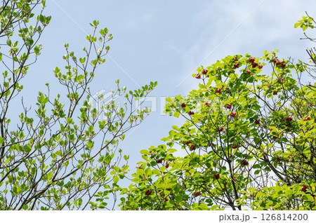 爽やかな新緑イメージ素材 爽やかな新緑イメージ素材 126814200