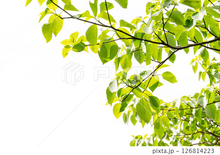 爽やかな新緑イメージ素材 126814223