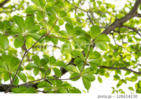 爽やかな新緑イメージ素材 126814230