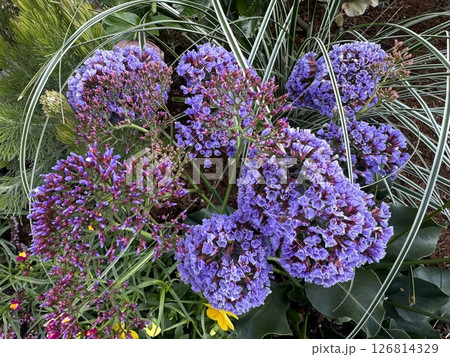 紫色の小さな花を咲かせた植物の株/The flowers 紫色の小さな花を咲かせた植物の株/The flowers 126814329