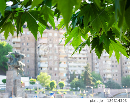green leaves and blurred view of Kapan town green leaves and blurred view of Kapan town 126814398