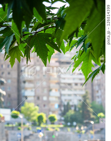 green leaves of tree and blurred view of houses 126814399