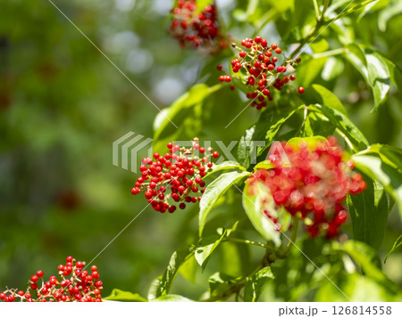 ニワトコの赤い果実 ニワトコの赤い果実 126814558