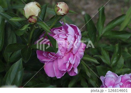 春の庭に咲くシャクヤクのピンク色の花 126814601