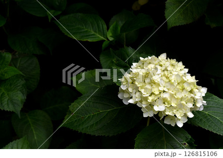 白い紫陽花 白い紫陽花 126815106