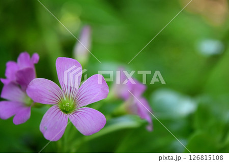 ムラサキカタバミ 126815108