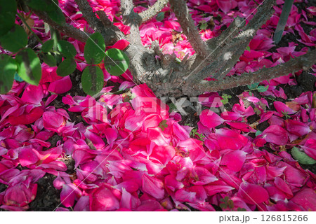散り積もったバラの花びら 126815266