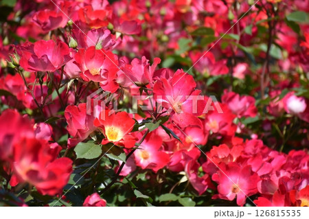 美しいバラ 126815535