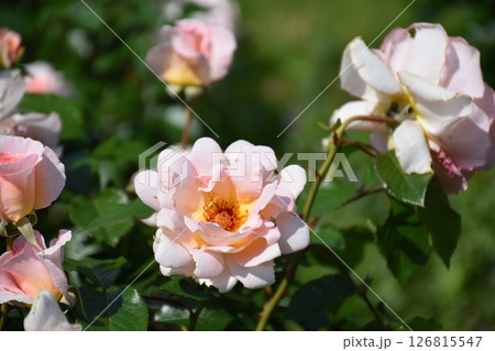 美しいバラ 美しいバラ 126815547