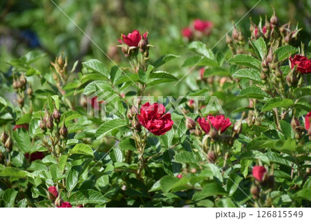 美しいバラ 美しいバラ 126815549