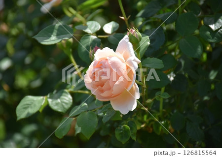 美しいバラ 126815564