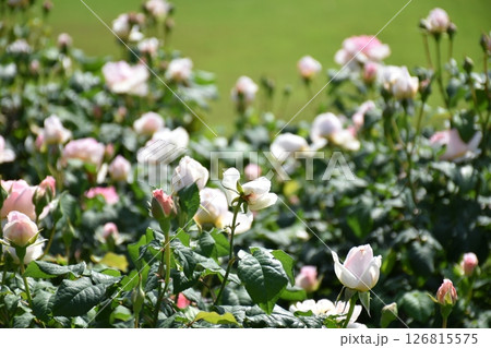 美しいバラ 126815575