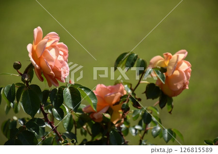 美しいバラ 126815589