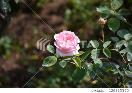 美しいバラ 126815590