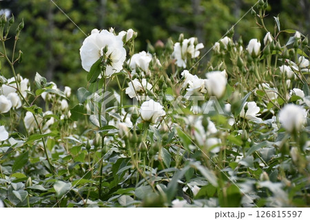 美しいバラ 126815597