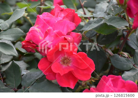 美しいバラ 美しいバラ 126815600