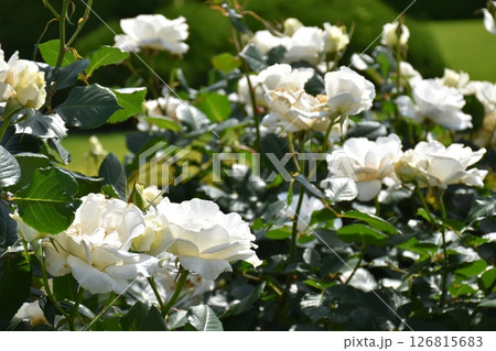 美しく咲く薔薇 美しく咲く薔薇 126815683