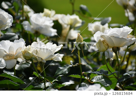 美しく咲く薔薇 126815684