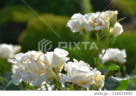 美しく咲く薔薇 美しく咲く薔薇 126815685