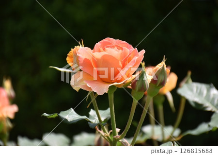 美しく咲く薔薇 126815688