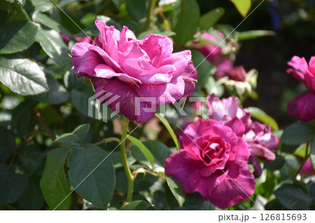 美しく咲く薔薇 126815693
