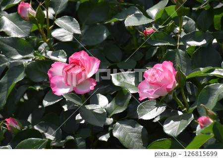 美しく咲く薔薇 美しく咲く薔薇 126815699